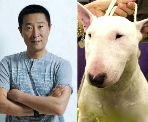 长得像牛头梗的明星,揭秘那些与明星牛头梗神似的名人